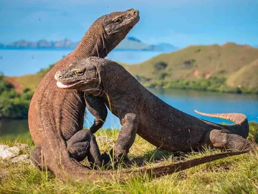 Whale Shark and Komodo Tour: 4-Day Boat Expedition from Lombok to Flores